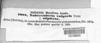 Tubercularia vulgaris image